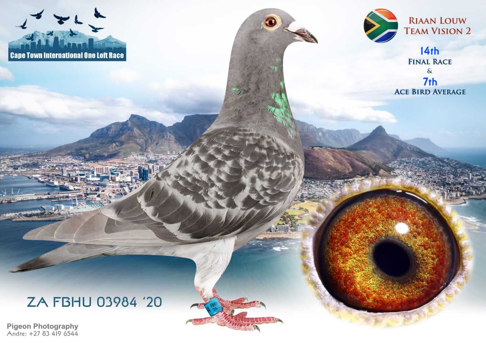 Vision Pigeons